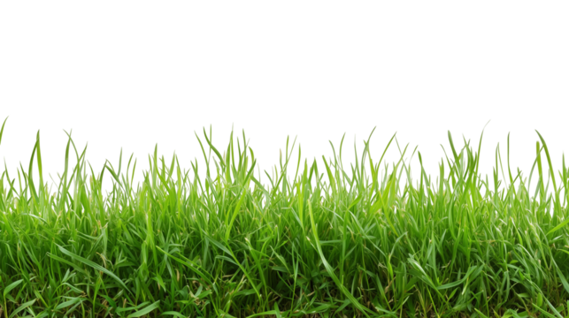 fresh green grass lawn isolated on white background png transparent clipart.
