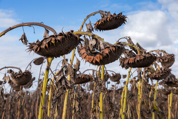 Ripe sunflower heads on field against the sky close-up