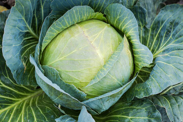 White cabbage of late variety on a field close-up