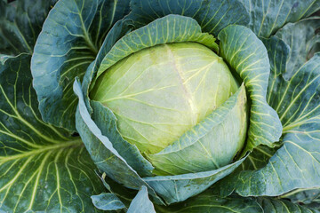 White cabbage late variety on field, top view close-up