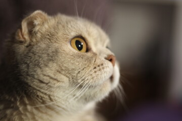 close up portrait of a cute Scottish cat 