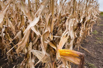 Ripe corn on a field edge in autumn overcast day