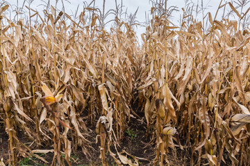 Rows of ripe corn on a field in overcast day