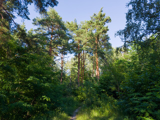 High dry and living pines in forest against clear sky