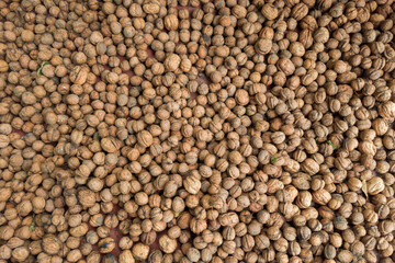 Fresh walnuts spread in thin layer for drying after harvesting