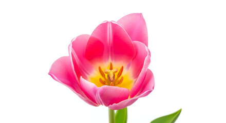 Fototapeta premium Vibrant Pink Tulip Flower Bloom Isolated on White Background Spring Beauty
