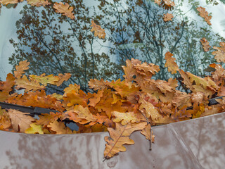 Fallen oak leaves on hood and windshield of gray car