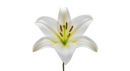 Fototapeta premium Elegant White Easter Lily Flower Isolated on White Background Symbol of Purity and Renewal
