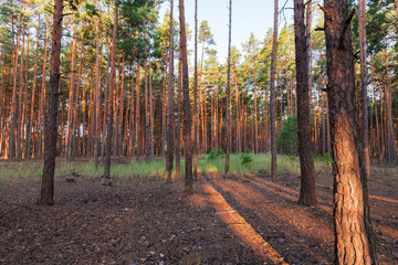 Pine forest of sparsely growing high trees in sunny evening