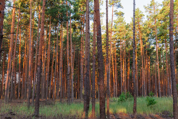 Pine forest with high trees in summer sunny evening