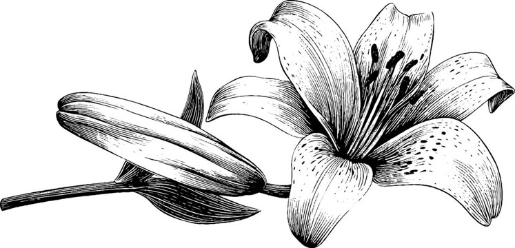 Elegant lily flower in full bloom with detailed petals and stamen for botanical design