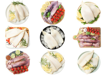 Set of fresh squids isolated on white, top view