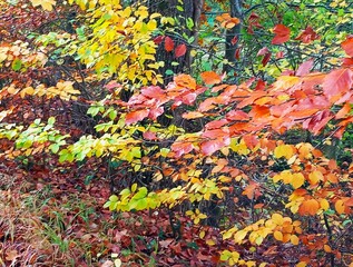Bunter Herbstwald