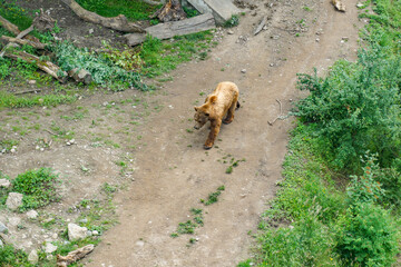 A brown bear is walking on a log in a zoo in Bern Switzerland enclosure