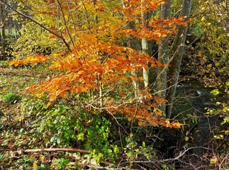 Bunter Herbstwald