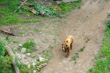 A brown bear is walking on a log in a zoo in Bern Switzerland enclosure