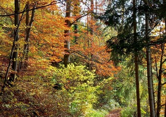 Bunter Herbstwald