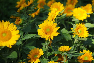 Sunflowers blooming in the morning sunlight and bees on flowers. Gold Rush Sunflower has small flowers with dark brown stamens. Rounded, overlapping, golden orange petals. Classic sunflower and bees
