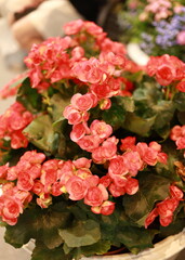 Solenia 'Dusty Rose' (Begonia × tuberhybrida) has pinkish-brown flowers. Begonia Dusty Rose has dark green leaves with slightly serrated edges. Flowers are similar to roses and are brightly colored.
