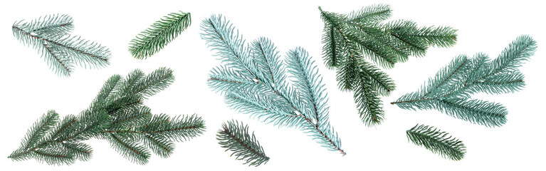 Christmas tree branches isolated on white, set