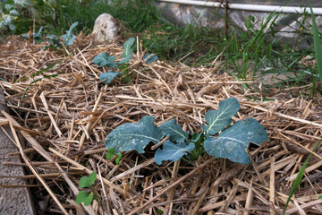 Young organic plants, grown using the no-dig method, flourish inside a greenhouse. A protective layer of straw mulch (paglia) covers the soil, conserving moisture and regulating temperature for health
