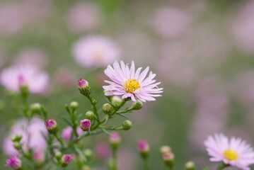 Obraz premium Plant list 2025 - Aster dumosus (Michaelmas daisy) in bloom