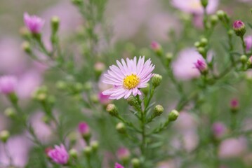 Obraz premium Plant list 2025 - Aster dumosus (Michaelmas daisy) in bloom