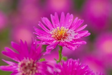 Obraz premium Plant list 2025 - Aster hybrid selection 8 VUKOZ