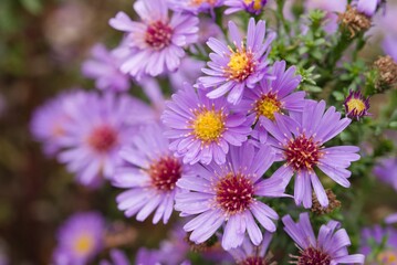 Obraz premium Plant list 2025 - Aster pringlei Phoebe