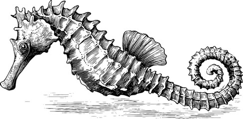 Fototapeta na wymiar Vintage engraved seahorse illustration floating with curled tail and textured body for retro design