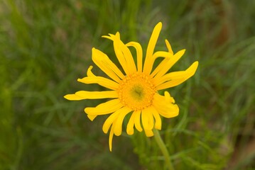Plant list 2025 - Euryops cf. abrotanifolius