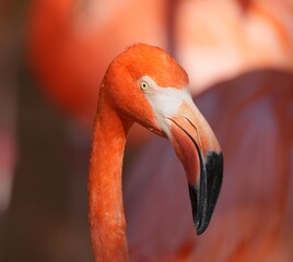 Florida Flamingo Bird