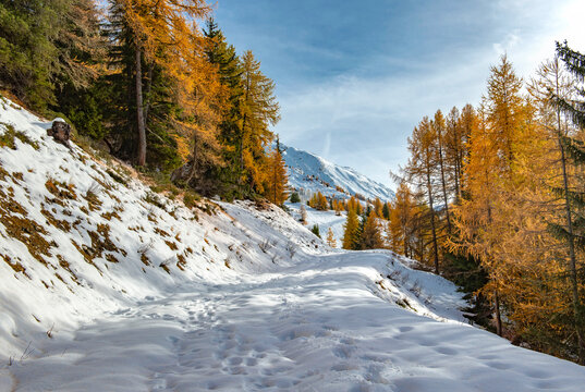 Fototapeta larch forest with golden needles bordering a path covered in snow and mountain peak in the background in tarentaise valley