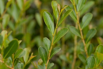 Plant list 2025 - Aphloia theiformis