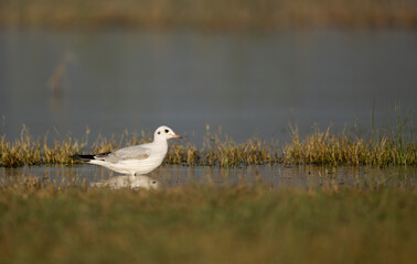 Close-up of a solitary gull sitting on the gravelly shore of a large lake. Focus is on the bird's alert expression and the feathery detail of its plumage.