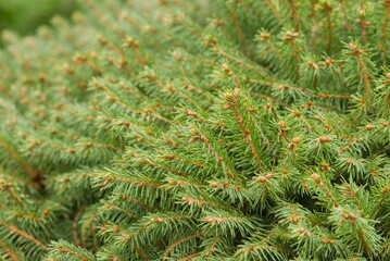 Plant list 2025 - Picea abies, WB Borova Hora (Norway spruce)