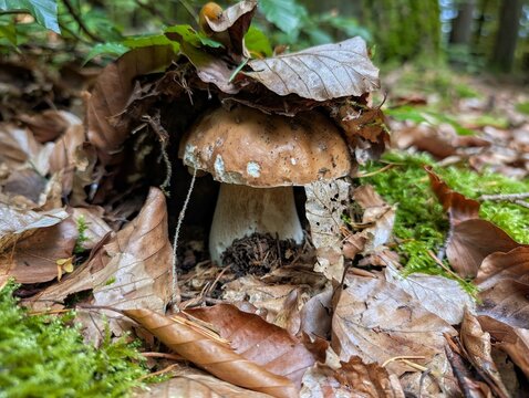 A white mushroom growing under leaves near moss