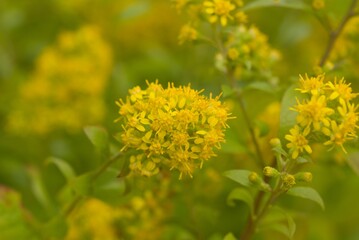 Plant list 2025 - Solidago buckleyi (Buckleys Goldenrod)