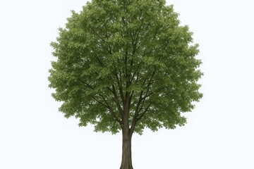 Obraz premium Majestic Green Tree with Full Canopy Isolated Against a Clean White Background in Summertime