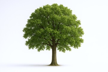 Obraz premium Isolated deciduous tree with vibrant green foliage symbolizing growth, resilience and environmental awareness on white background