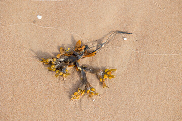 Beautiful sand patterns at the beach of Baltic Sea. Sunny day scenery of Latvia coastline.