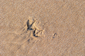 Beautiful sand patterns with bird tracks on the beach of Baltic Sea. Sunny day in Latvia.