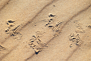 Beautiful sand patterns with bird tracks on the beach of Baltic Sea. Sunny day in Latvia.