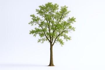 Obraz premium Isolated Tree with Green Leaves on a White Background, Illustrating Ecology and Nature Conservation
