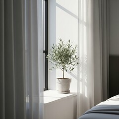 Potted olive tree on a sunny windowsill with sheer white curtains.