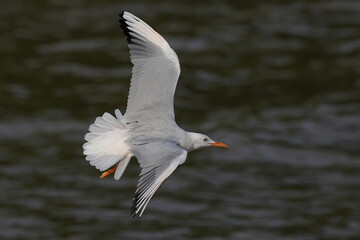 Slender-billed Gull flying over the sea during sunset.