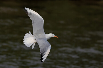 Slender-billed Gull flying over the sea during sunset.