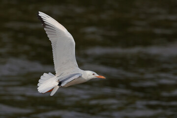 Slender-billed Gull flying over the sea during sunset.