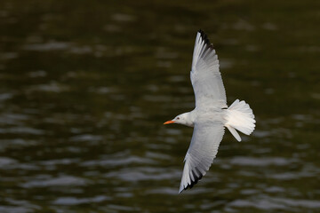 Slender-billed Gull flying over the sea during sunset.