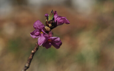 Bl&uuml;te des Seidelbasts
